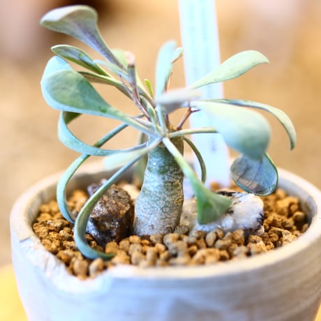 Othonna euphorbioides × N/OH   no.11410