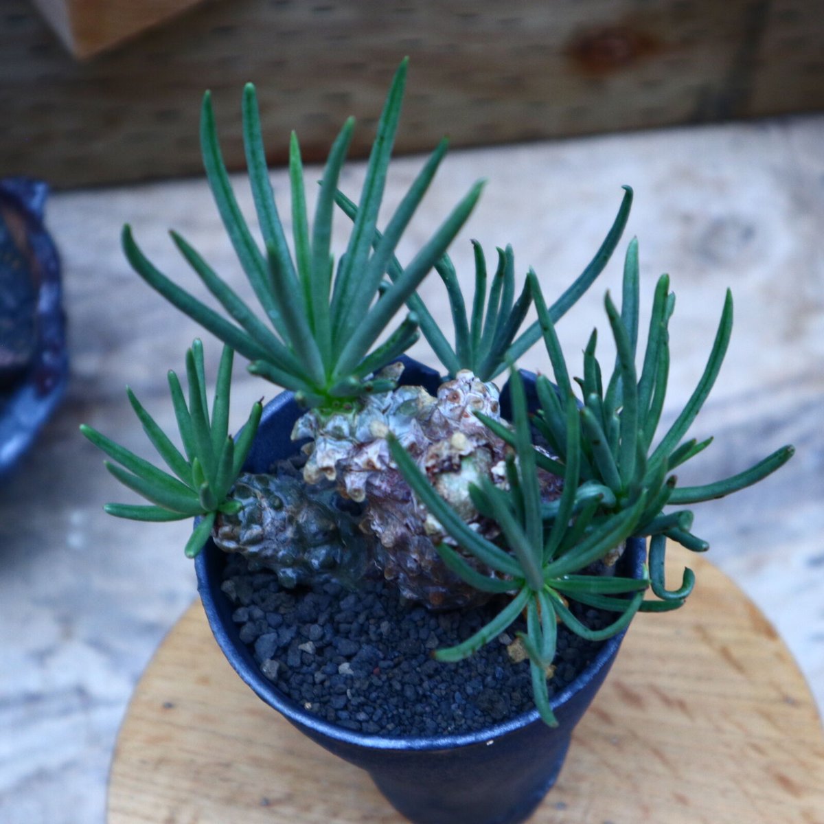 チレコドン ワリチー/Tylecodon wallichii no.70418 | 芽の巣山 チレコドン ワリチー/Tylecodon wallichii no.70418 | 芽の巣山