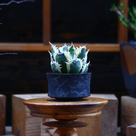 チタノタ スナグルトゥース／Agave titanota 'Snaggle Tooth'    no.92605