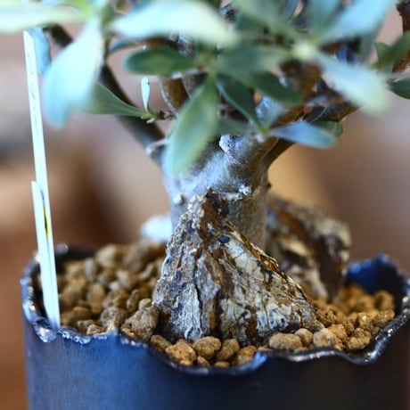 N/OH × Othonna quercifolia  no.111922