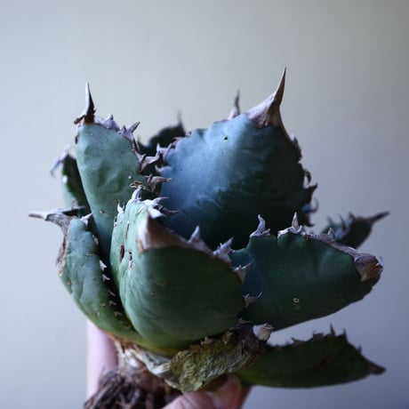 アガベ   チタノタ 　 Agave  titanota   no.111024