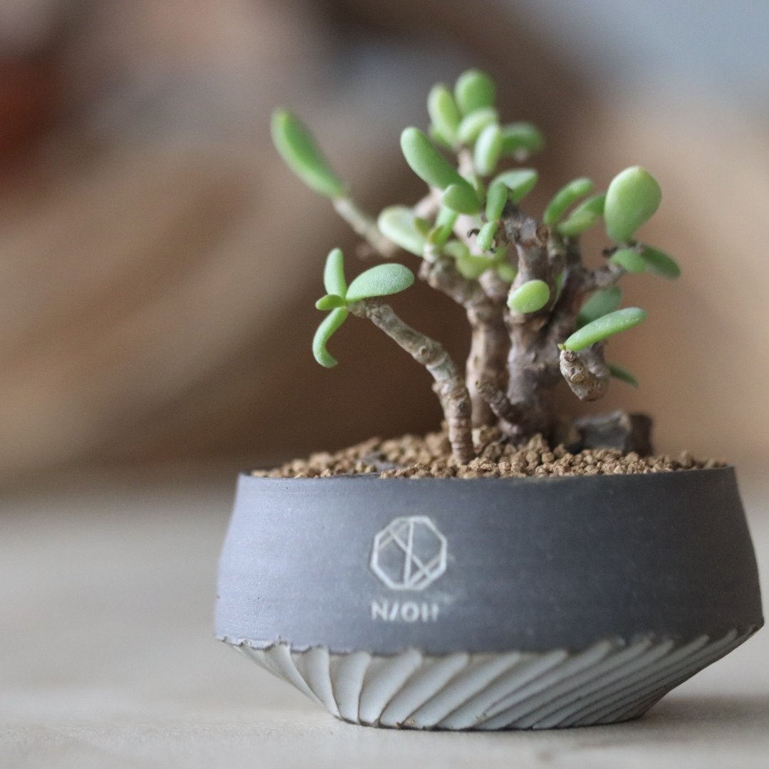 Ceraria pygmaea (挿し木) × N/OH no.63039 | 芽の巣山