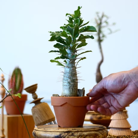 YAMABACHI × Pachypodium saundersii    no.91044
