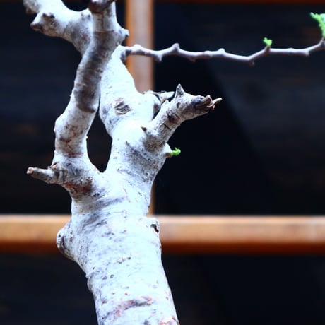 コミフォラ モンストローサ／Commiphora monstrosa   no.90521
