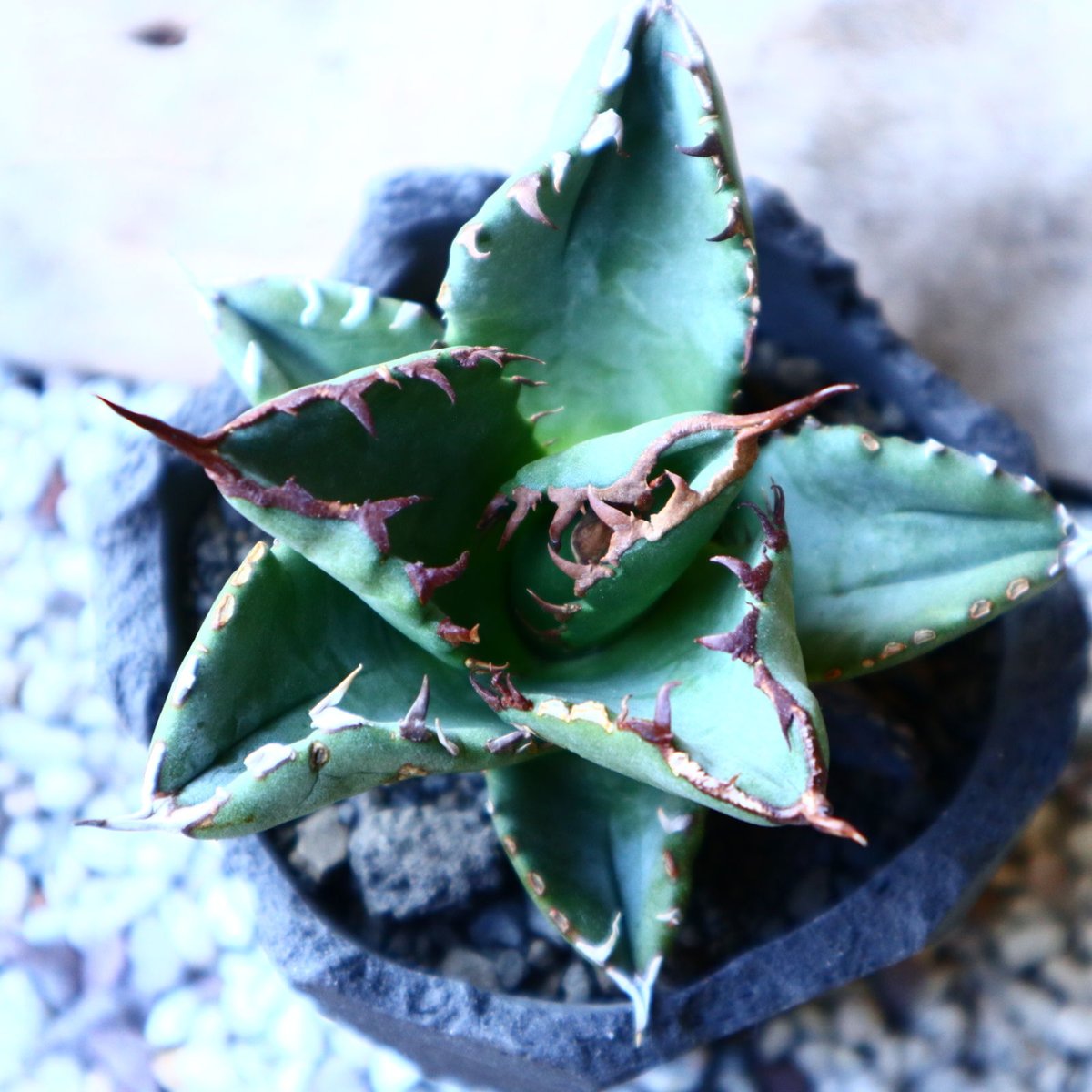アガベ チタノタ Agave titanota no.32206 | 芽の巣山