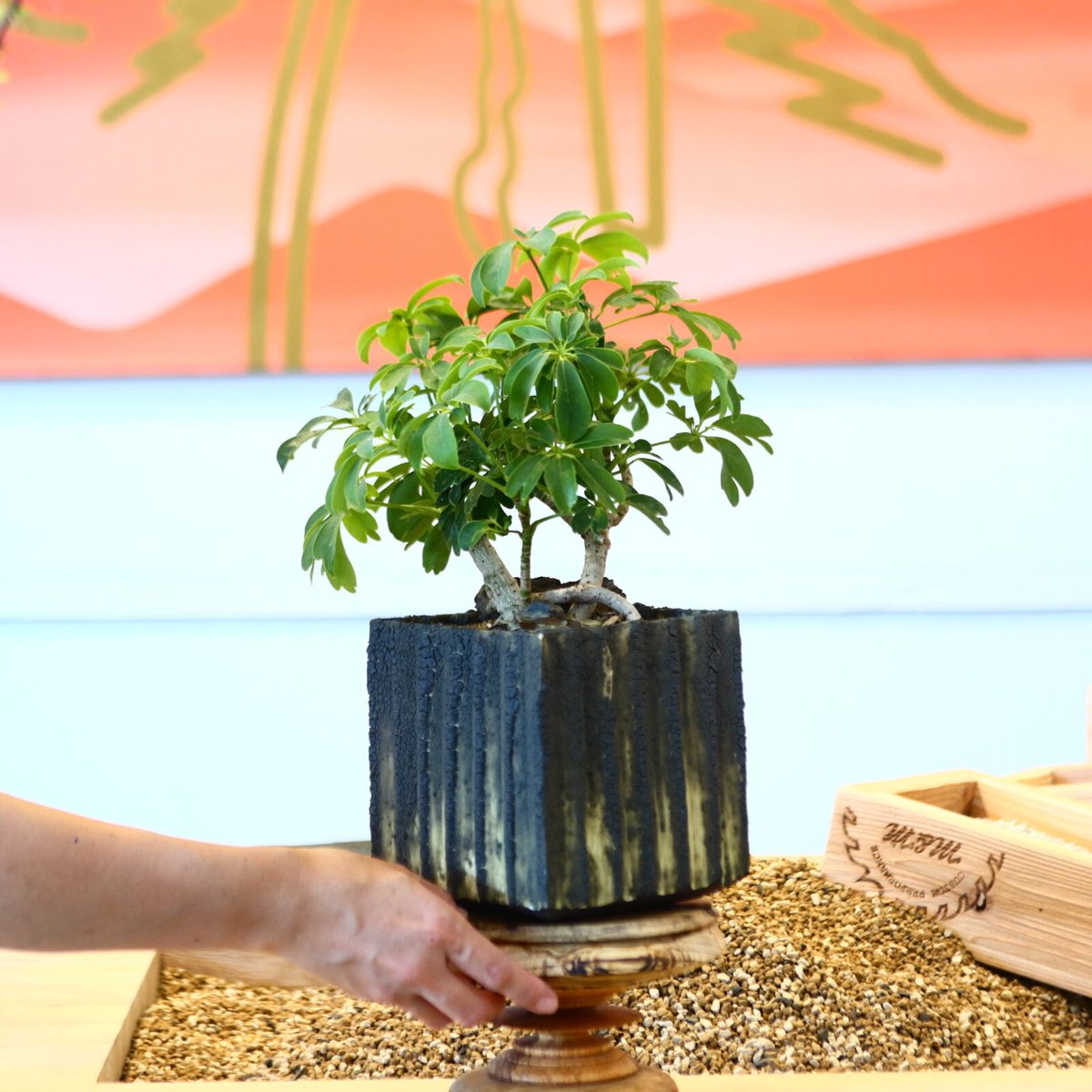 シェフレラ / Schefflera arboricola no.80617 | 芽の巣山