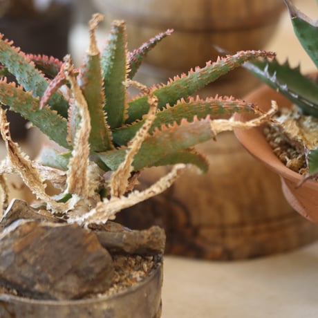 Aloe ‘Chiristmas Carol’ × YAMABACHI var.六本芽　 no.117-27