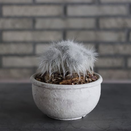Mammillaria hahniana f. lanata (玉翁殿) × Shin Tabata (6号)  no.524/13