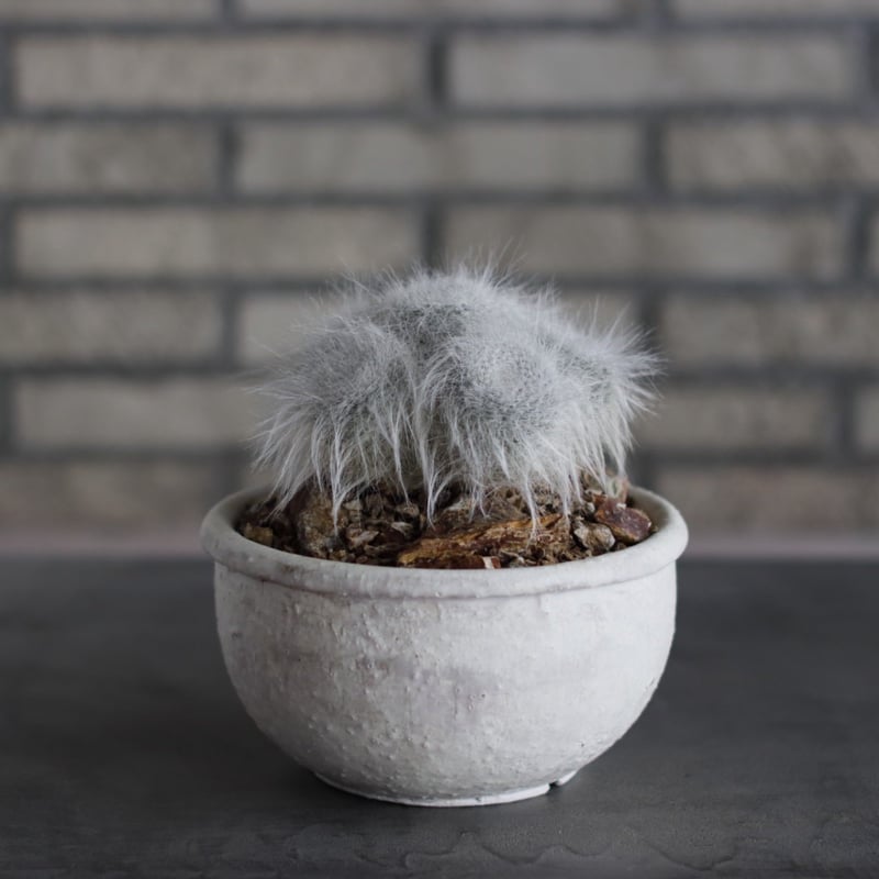 Mammillaria hahniana f. lanata (玉翁殿) × Shin Tab