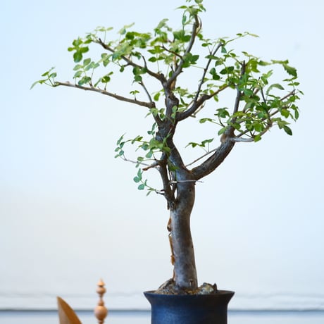 Bursera fagaroides × たけろうポット   no.90335