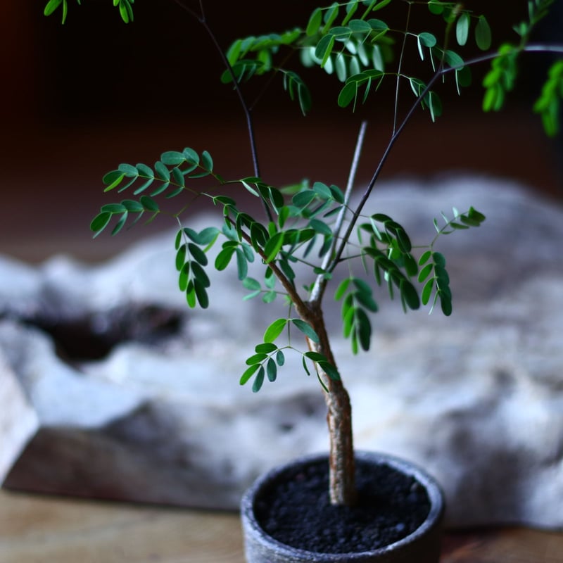 デロニクス デカリー Delonix Decaryi no.70508 | 芽の巣山