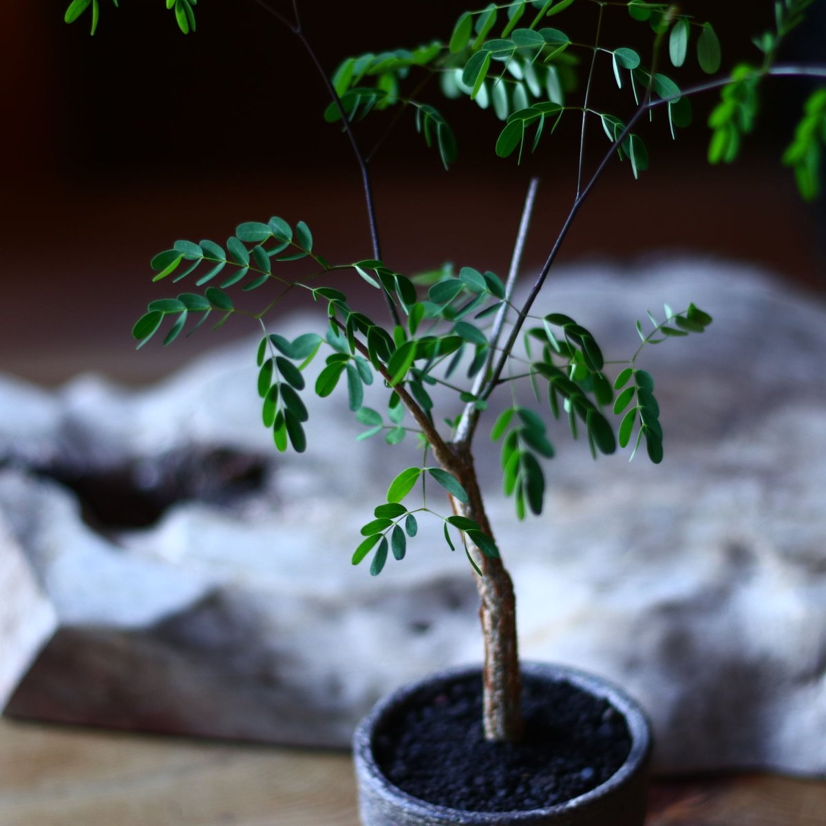デロニクス デカリー Delonix Decaryi no.70508 | 芽の巣山