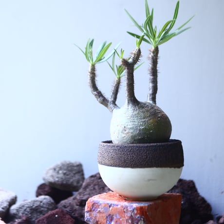 パキポディウム グラキリス   Pachypodium rosulatum var. gracilius no.53110