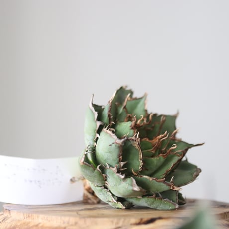 Agave titanota filigree Devil/ Style of Chika　no.42128