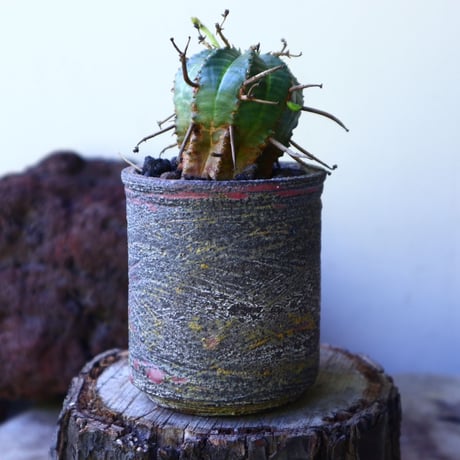 ユーフォルビア  バリダ  hyb   Euphorbia valida  hyb   no.72801