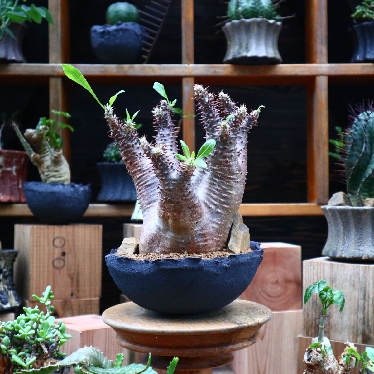 パキポディウム マカイエンセ/Pachypodium Makayense no. パキポディウム マカイエンセ/Pachypodium Makayense no.