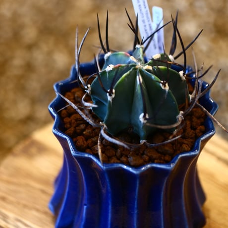 Astrophytum capricorne var. crassispinum × soso    no.111225