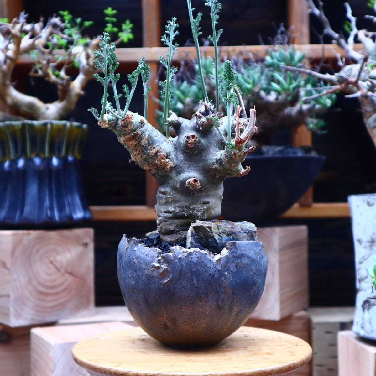 ペラルゴニウム カルノーサム／Pelargonium carnosum no.53022 |