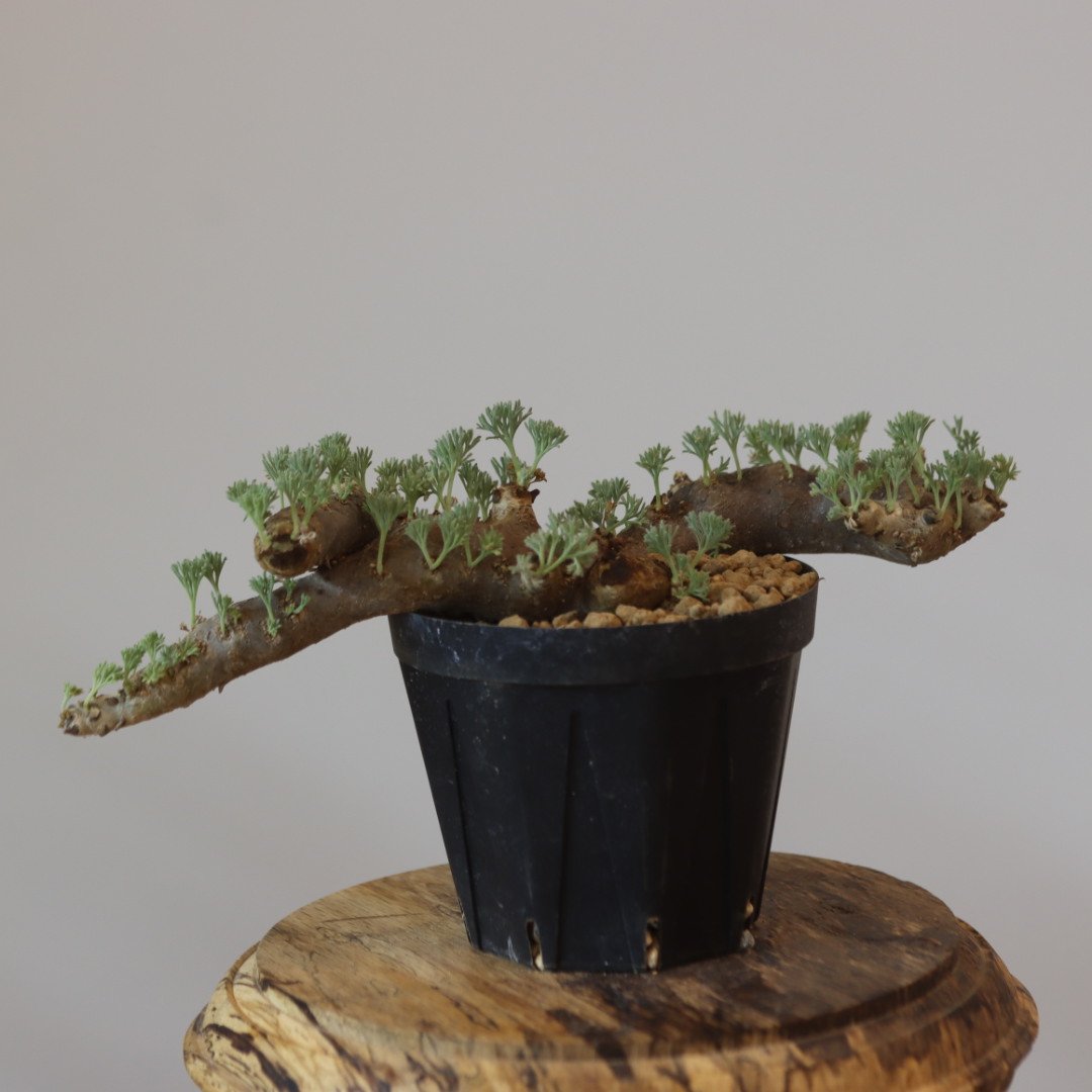 Monsonia multifida no.921-14 | 芽の巣山