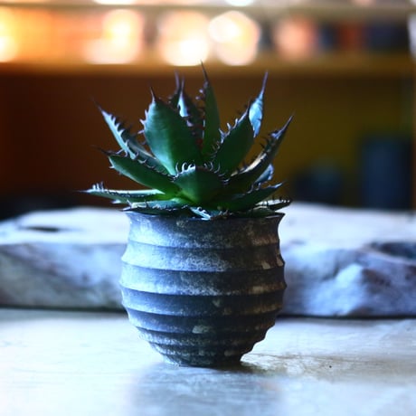 アガベ ホリダ   Agave horrida   no.70527