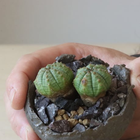 Euphorbia 仔吹きオベサ × takero pot (2.5号鉢)  no.426-2