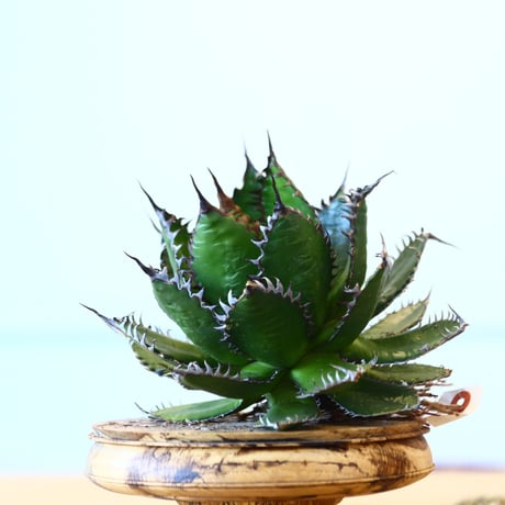 Agave horrida / Style of Chika   no.1015/54