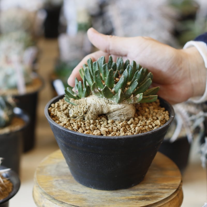 Ariocarpus scapharostrum / 竜角牡丹 (4.5号) no.1226