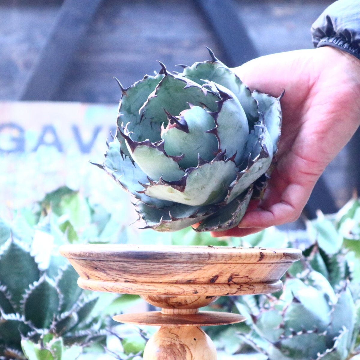 アガベ チタノタ ブラック＆ブルー Agave titanota black&bule no.103
