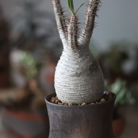Pachypodium gracilius × Atsushi Funakushi   no.1115-33
