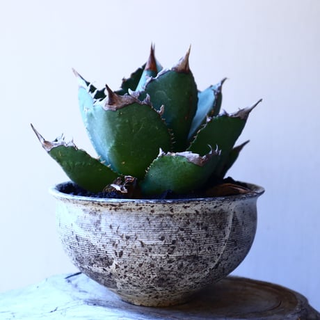 アガベ   チタノタ    Agave titanota    no.11233