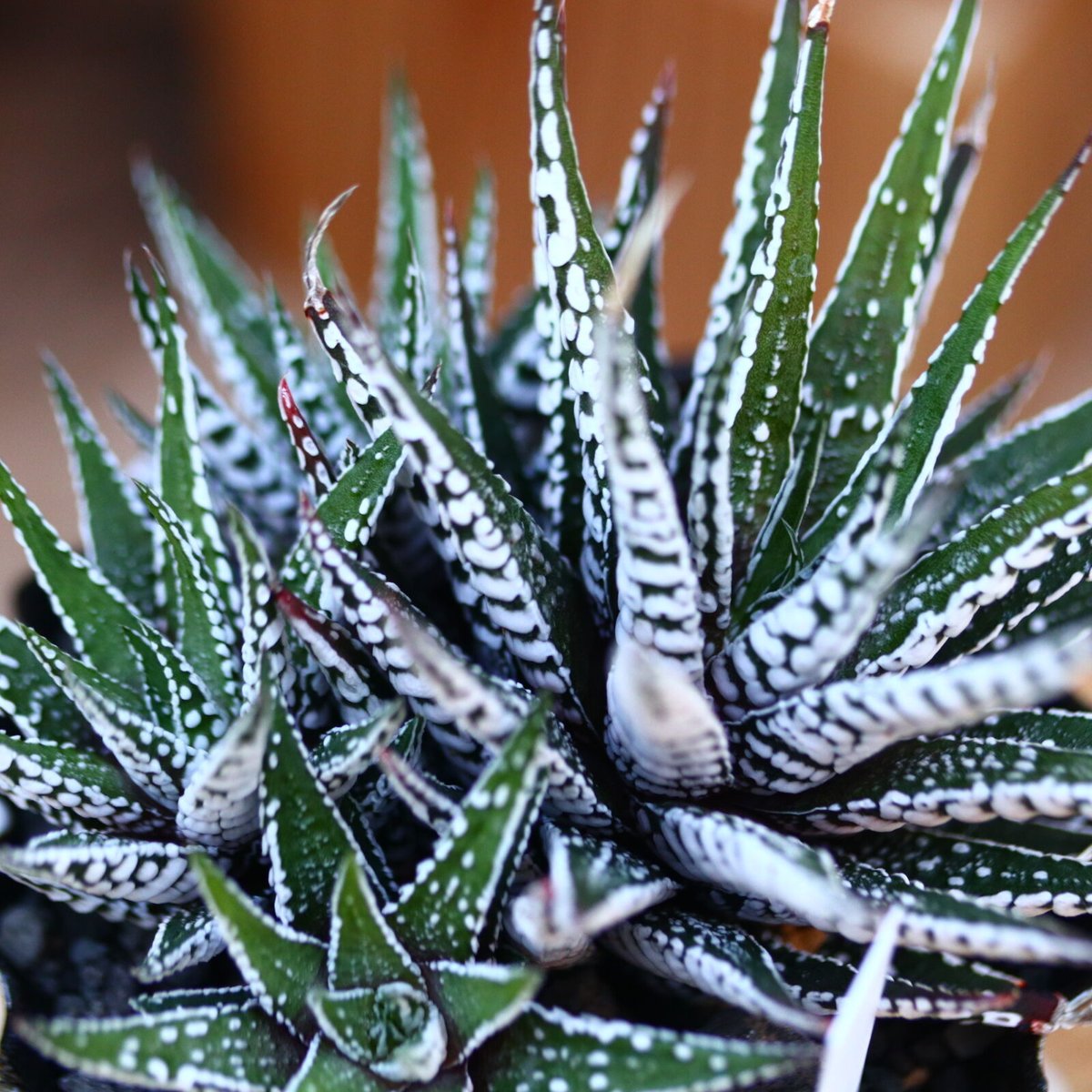 ハオルチア スーパーゼブラ／Haworthia〝Super Zebra″ no.22745