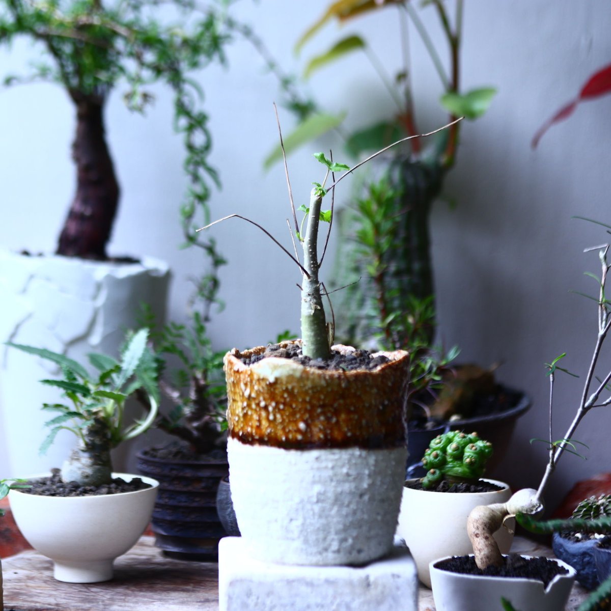 コミフォラ ロンギペデケラータ Commiphora Longipedecellata