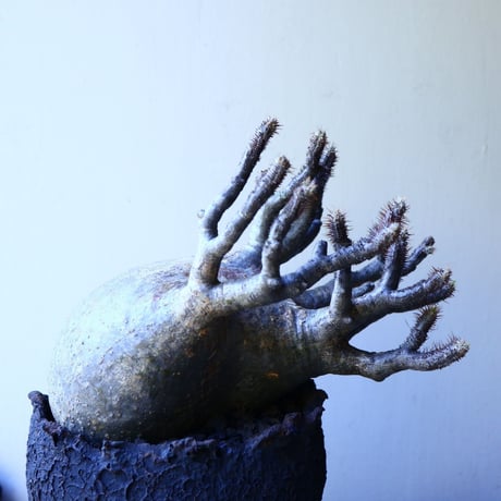 パキポディウム グラキリス Pachypodium rosulatum var. gracilius no.52605