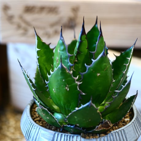 Agave horrida × N/OH   no.107118