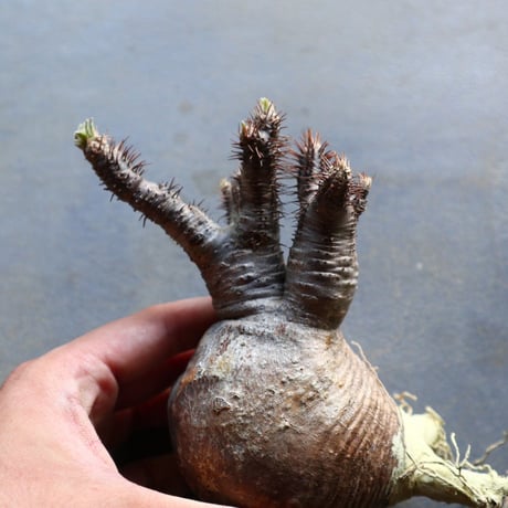 パキポディウム グラキリス 抜苗  Pachypodium rosulatum var. gracilius no.92934