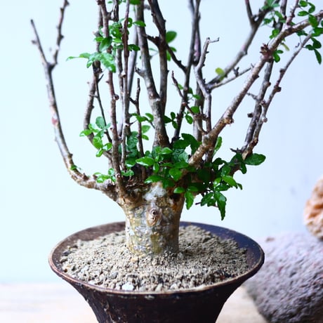 コミフォラ フンベルティ commiphora humbertii   no.92716