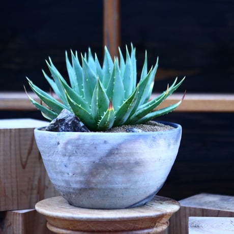 アロエ   ポリフィラ    Aloe polyphylla  no.13082