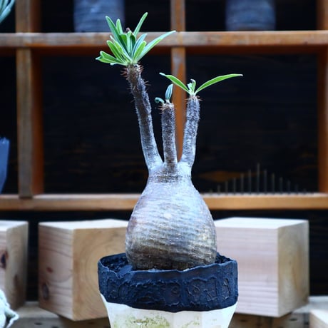 パキポディウム  グラキリス／Pachypodium  gracilius       no.70426