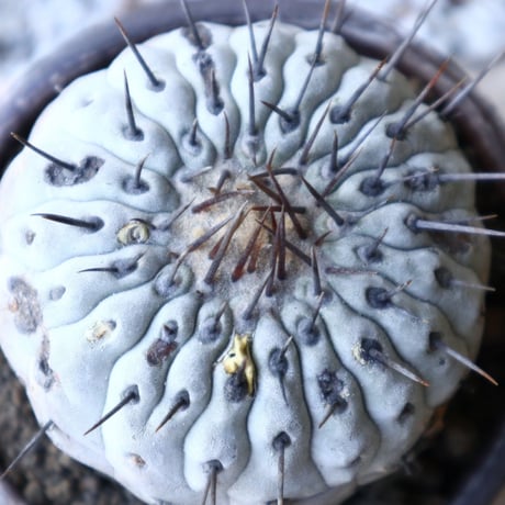 コピアポア 孤竜丸    Copiapoa cinerea var. columna-alba  no.51922