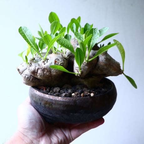 パキポディウム  ブレビカウレ  恵比寿笑い   Pachypodium brevicle   no.102727