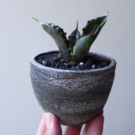 アガベ チタノタ シエラ  ミクスチカ    Agave titanota  ”Sierra Mixteca”       no.60239