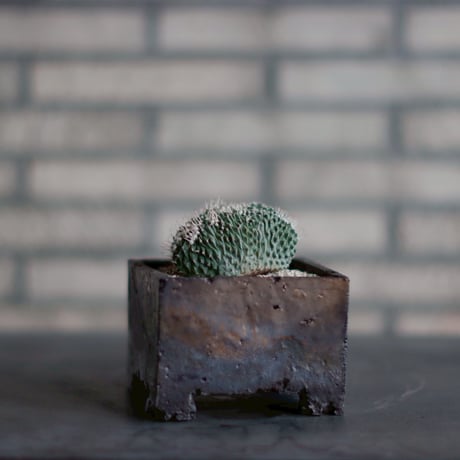 Strombocactus disciformis f. crist. × takero pot (4号鉢) no.830-6