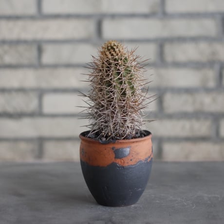 Copiapoa solaris × N/OH(3号)  no.515/20