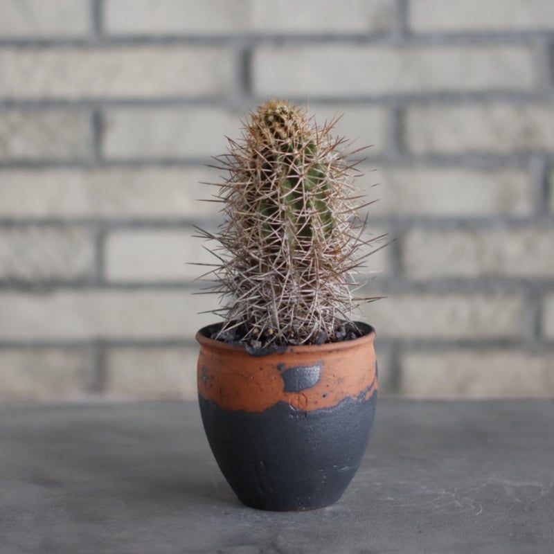 Copiapoa solaris × N/OH(3号) no.515/20 | 芽の巣山