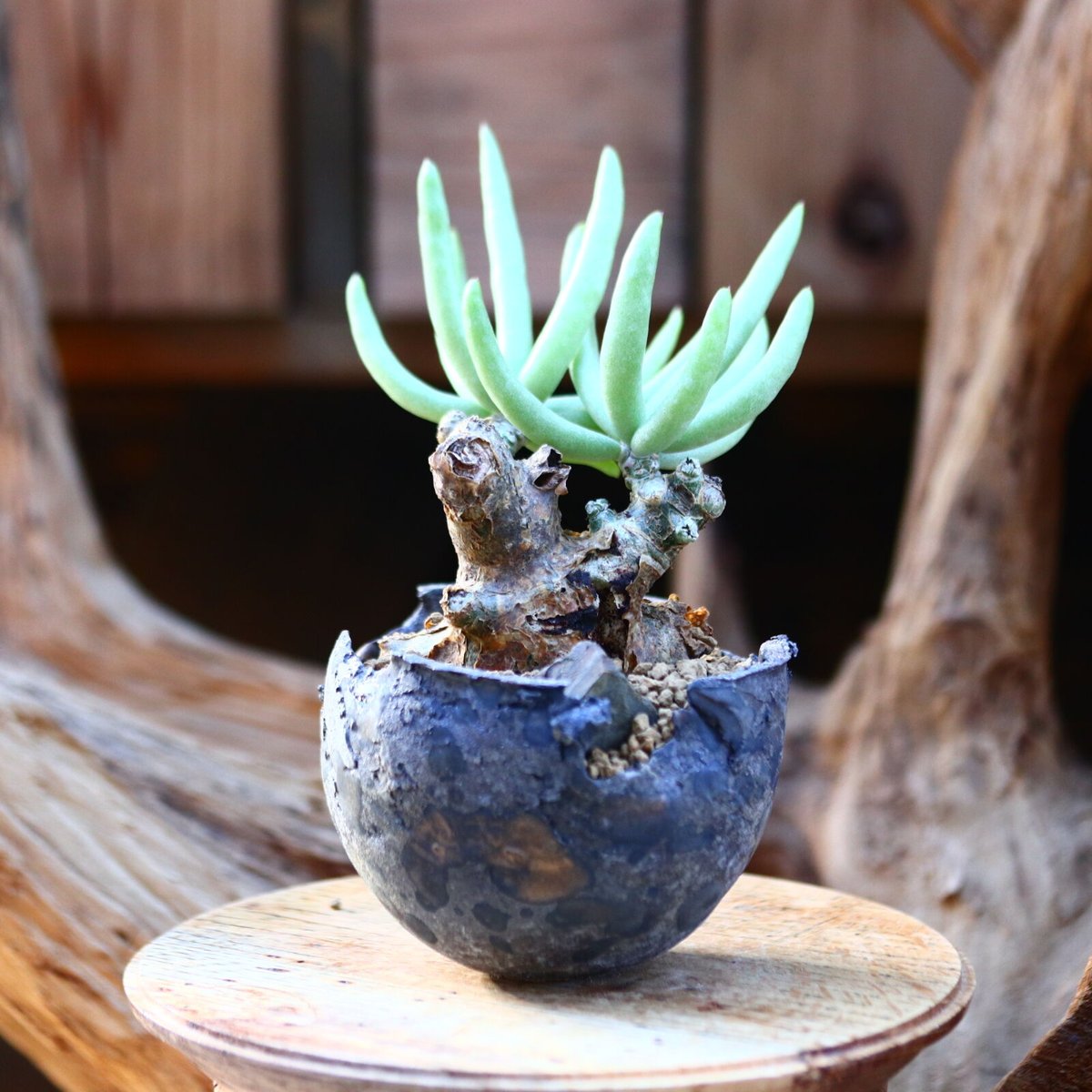 チレコドン　ペアルソニー 現地球　発根済み　白象 塊根植物　パキポディウム チレコドン ペアルソニー 現地球 発根済み 白象 塊根植物