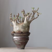 アボニア クイナリア アルストニー/Avonia quinaria ssp. alst アボニア クイナリア アルストニー/Avonia quinaria ssp. alst