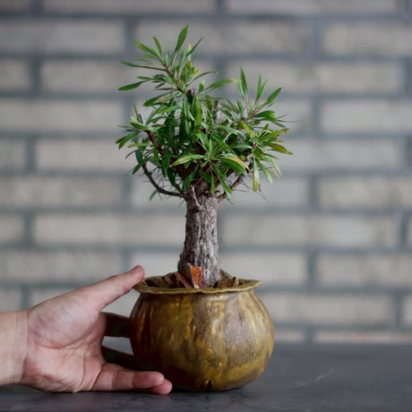 Fouquieria purpusii × Shin Tabata (4号)  no.830-5