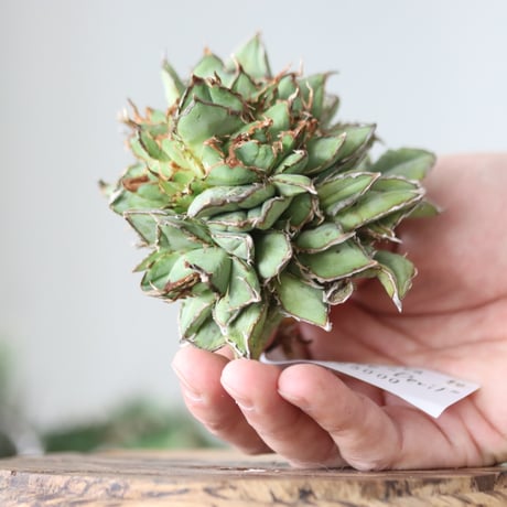 Agave titanota filigree Devil / Style of Chika　no.42194