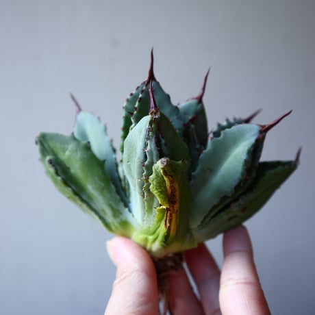 アガベ   キュービック　Agave potatorum f.monstrosa 'cubic'    no.111012