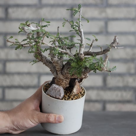 Boswellia neglecta × Atsushi Funakoshi (3.5号)  no.629-43